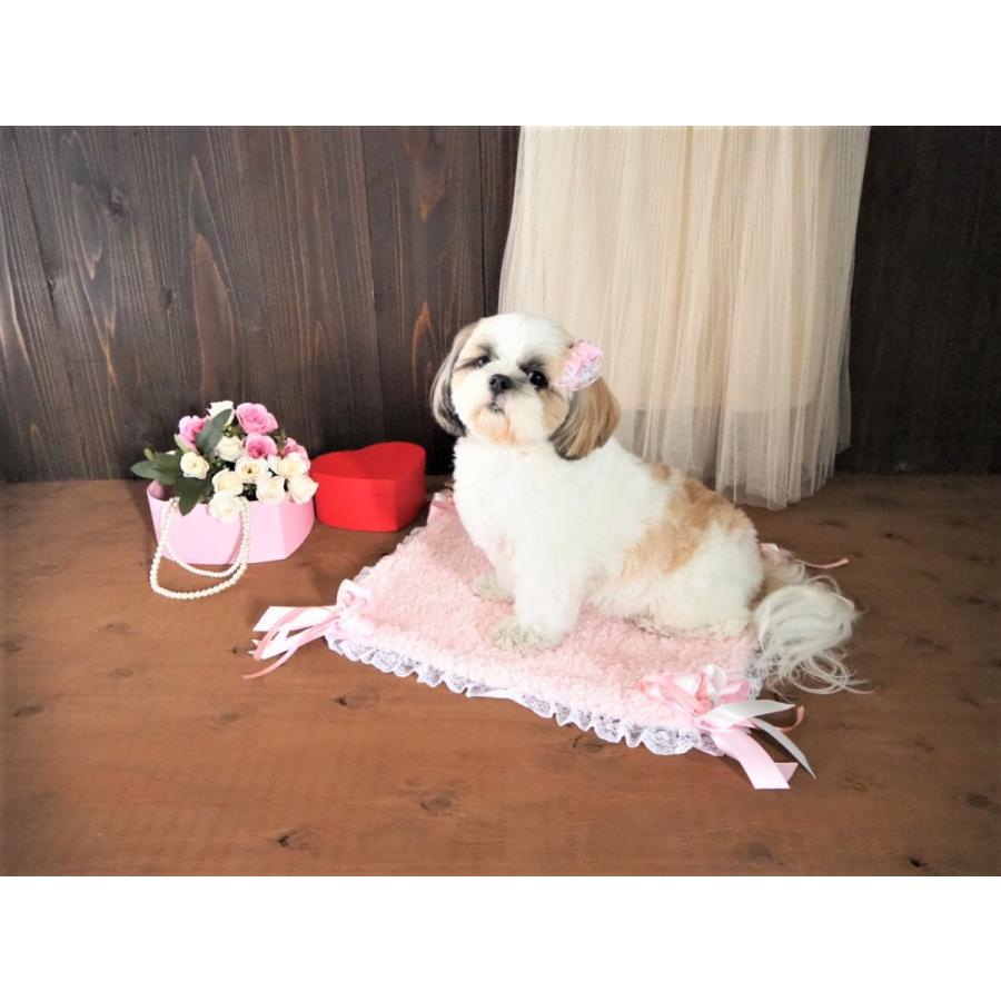 犬用カフェマット ふんわり 暖かい 犬用雑貨 ペットグッズ Ranmarche ランマルシェ Cf010 Ran March E 通販 Yahoo ショッピング