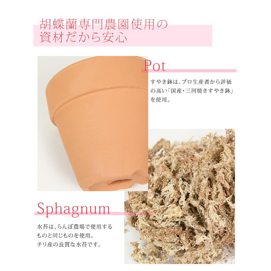 3株分 4.5号 自分で育てる楽しみ 胡蝶蘭用 植替えセット 胡蝶蘭の育て