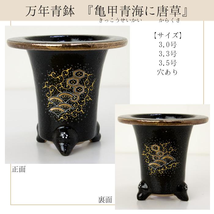 万年青　鉢 fit=scale-down,w=1200