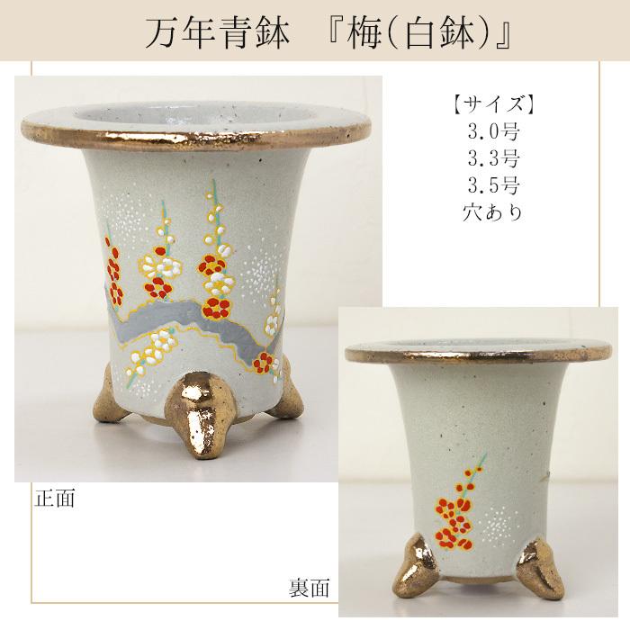 ◇京楽焼窯元「愛楽園」直送◇『万年青鉢(おもと鉢) 梅(黒鉢 ◇京楽焼窯元「愛楽園」直送◇『万年青鉢(おもと鉢) 梅(黒鉢