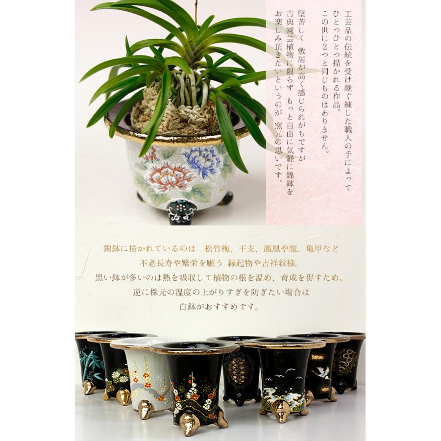 ◇京楽焼窯元「愛楽園」直送◇『富貴蘭鉢 梅(黒鉢)・梅(白鉢 ◇京楽焼窯元「愛楽園」直送◇『富貴蘭鉢 梅(黒鉢)・梅(白鉢