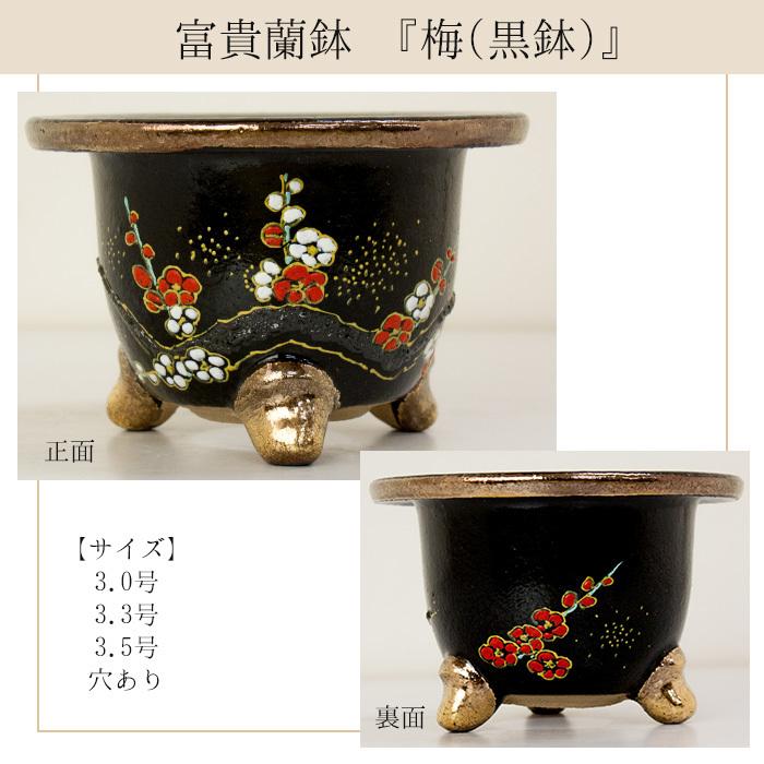 ◇京楽焼窯元「愛楽園」直送◇『富貴蘭鉢 梅(黒鉢)・梅(白鉢)・波
