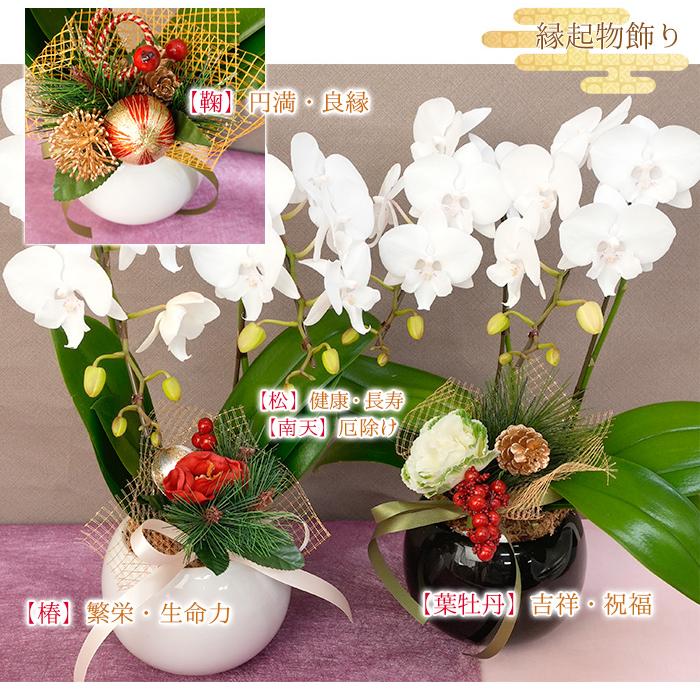 2025-2026 お歳暮 お年賀 限定 ミディ胡蝶蘭2本立 品種おまかせ 縁起物