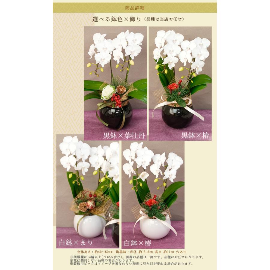 2025-2026 お歳暮 お年賀 限定 ミディ胡蝶蘭2本立 品種おまかせ 縁起物