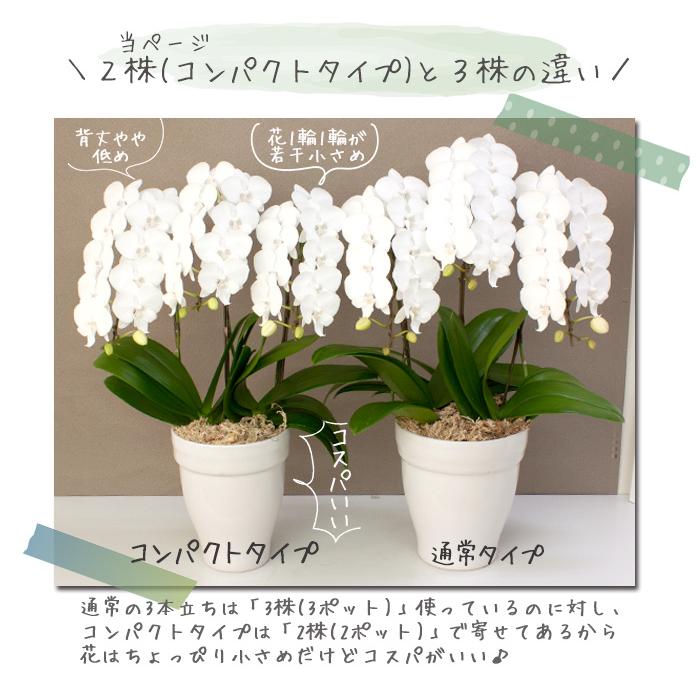 すずらん様専用 スズランさま専用 すずらん♡ さま専用 すずらん様 購入用