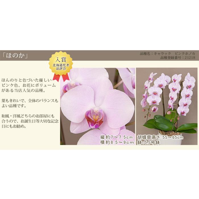 胡蝶蘭 中輪 中大輪２本立ち 6500円税込 品種選べる お祝い お供え ミディ 誕生日 結婚記念日 開店祝い ギフト 花 プレゼント 送料無料 あすつく R 2f5000 R 2f5000 胡蝶蘭専門農園 Iファーマーらんぼ 通販 Yahoo ショッピング