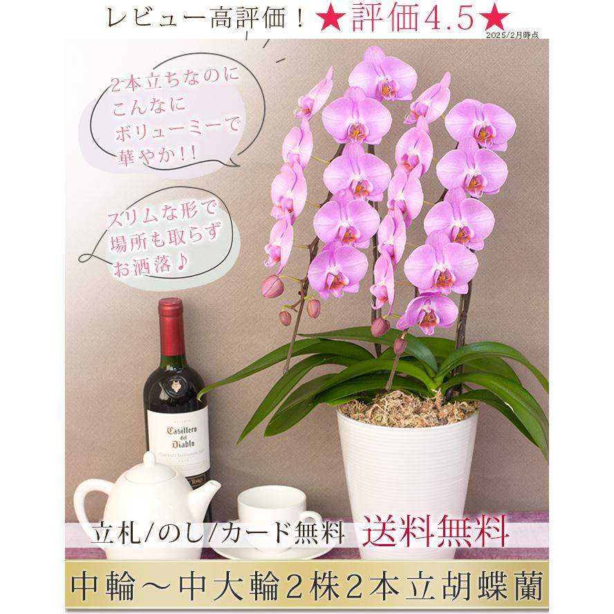 胡蝶蘭 中輪〜中大輪2本立ち 7000円税込 品種選べる お祝い