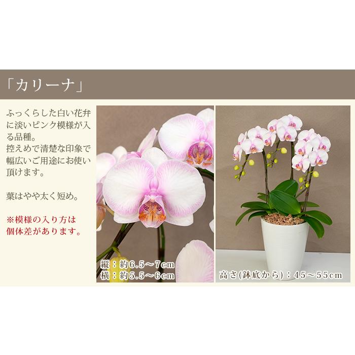 胡蝶蘭 中輪〜中大輪3本立ち ＜コンパクトタイプ＞ 9000円税込 品種