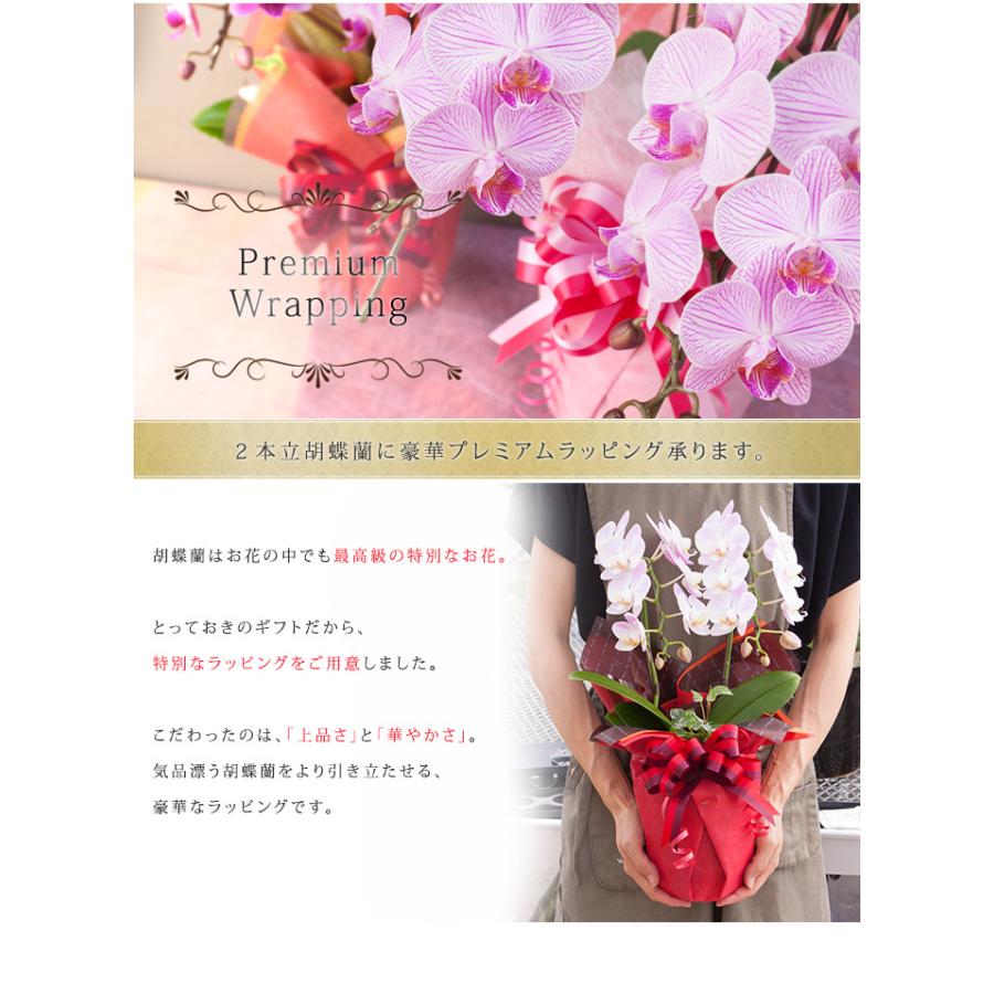 ラッピングのみ胡蝶蘭は付きません 有料ラッピング 2本立胡蝶蘭専用 物日商品除く 単品購入不可 プレミアムラッピング R 2fivrp R 2frp 胡蝶蘭専門農園 Iファーマーらんぼ 通販 Yahoo ショッピング