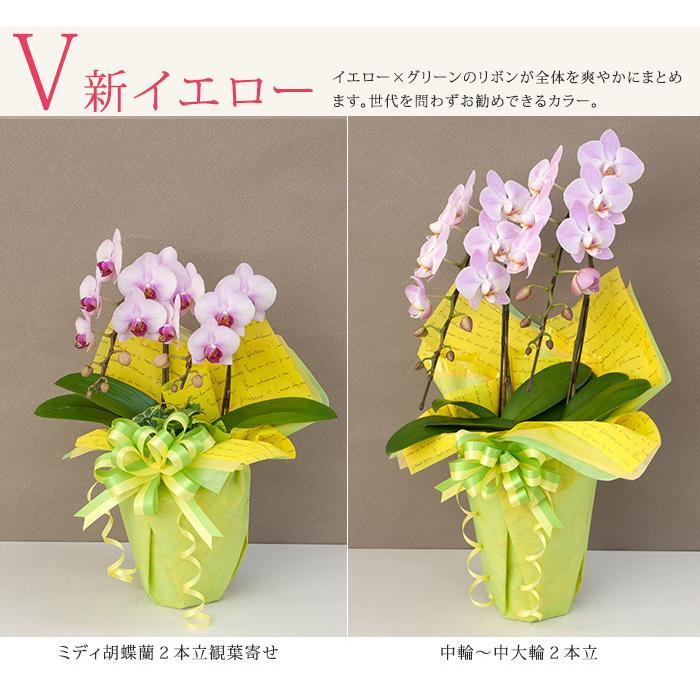 ラッピングのみ胡蝶蘭は付きません】有料ラッピング ≪2本立胡蝶蘭専用