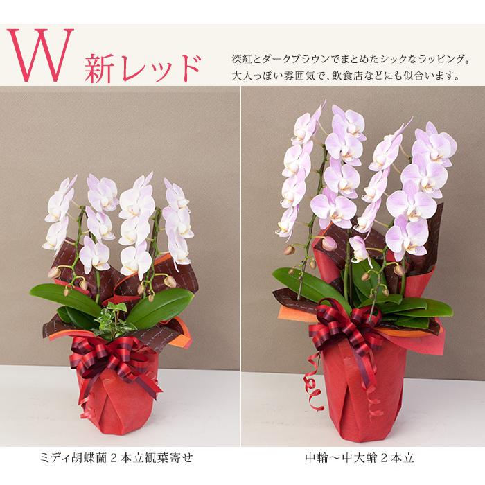 胡蝶蘭　ラッピング付き 願掛け胡蝶蘭】 白 1本立ち 10輪以上（つぼみ含む）ラッピング付き