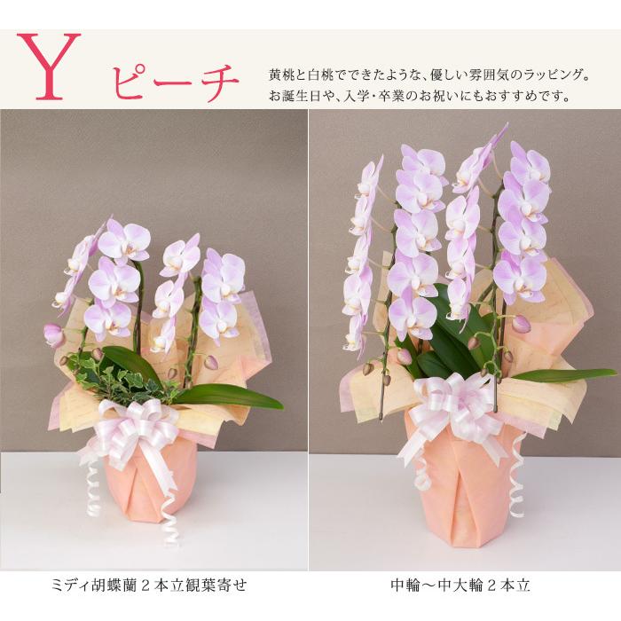 胡蝶蘭　ラッピング付き ラッピングのみ！胡蝶蘭は付きません！植物と同時購入がおすすめ】有料