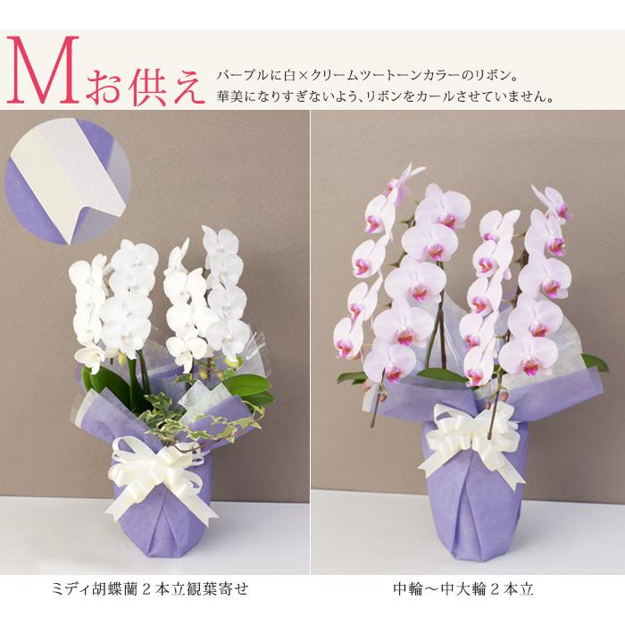 ラッピングのみ胡蝶蘭は付きません】有料ラッピング ≪2本立胡蝶蘭専用