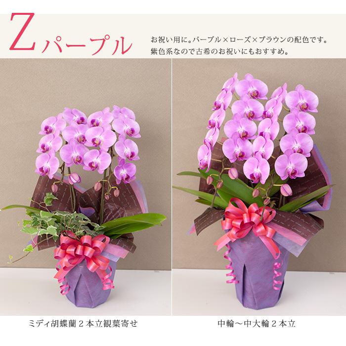 胡蝶蘭　ラッピング付き 願掛け胡蝶蘭】 白 1本立ち 10輪以上（つぼみ含む）ラッピング付き