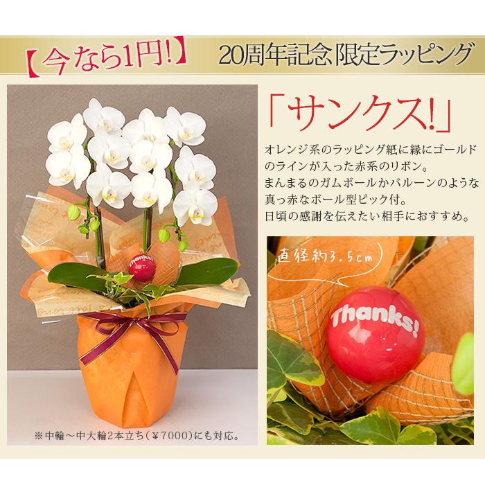 ラッピングのみ胡蝶蘭は付きません】有料ラッピング ≪2本立胡蝶
