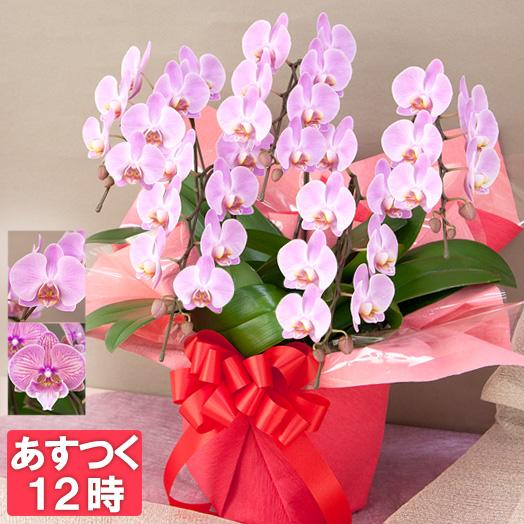 代引不可 胡蝶蘭 ギフト お祝い 5本立ち 中輪 中大輪 40輪以上 蕾含む あすつく 開店祝い 異動 栄転 開業祝い 開院祝い お供え R Chu5f40 R Chu5f40 胡蝶蘭専門農園 Iファーマーらんぼ 通販 Yahoo ショッピング 超激安 Pandas Com Br