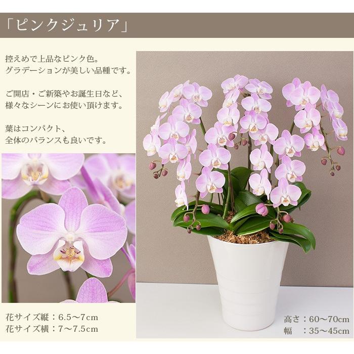 縦97.5cm横30cm厚さ2.5cm 送料無料　開店祝い　営業中　白文字 胡蝶蘭 中輪〜中大輪5本立ち 50輪以上（蕾含む） ギフト お祝い 開店
