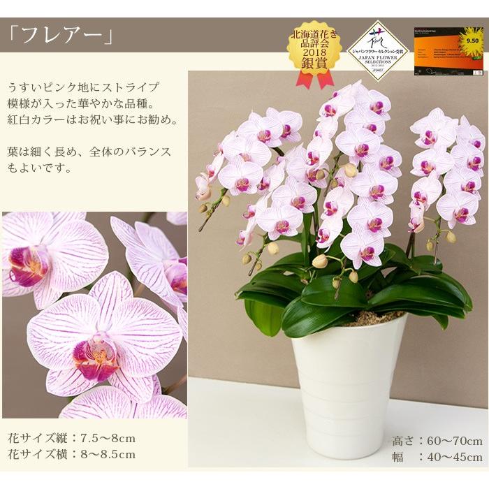 胡蝶蘭 中輪〜中大輪5本立ち 50輪以上（蕾含む） ギフト お祝い 開店