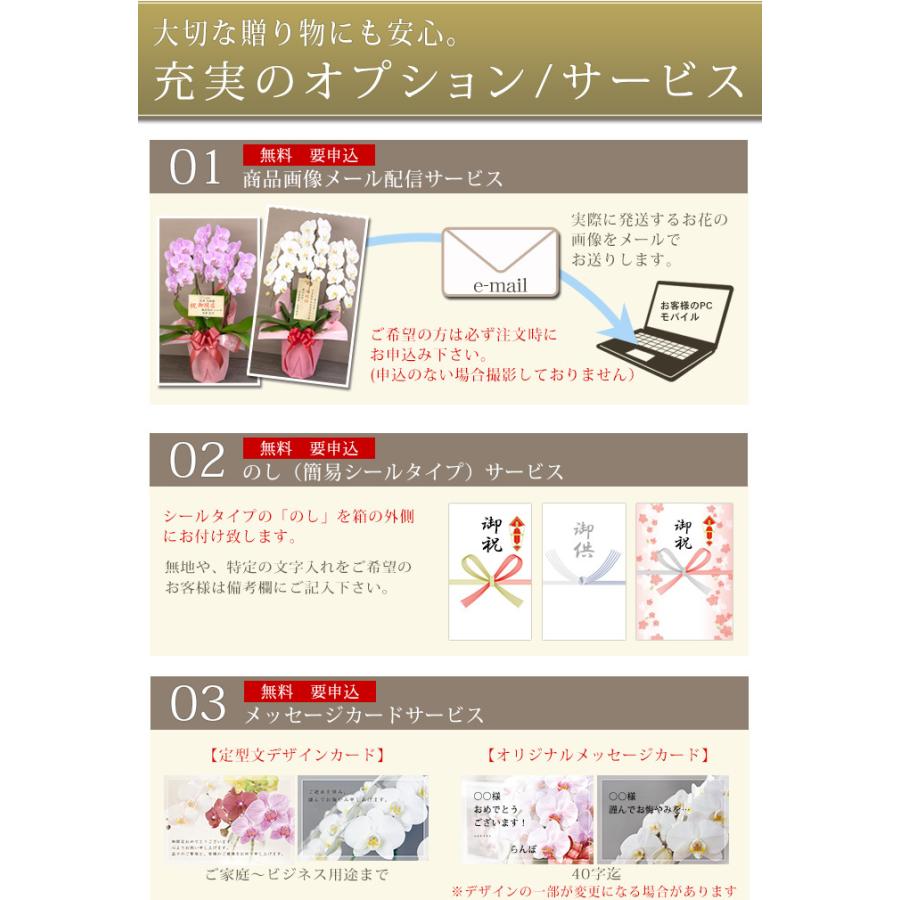 胡蝶蘭 あすつく ギフト お祝い 開店祝い 異動 栄転 開業祝い 開院祝い お供え ５本立ち 中輪 中大輪 50輪以上 蕾含む R Chu5f R Chu5f 胡蝶蘭専門農園 Iファーマーらんぼ 通販 Yahoo ショッピング