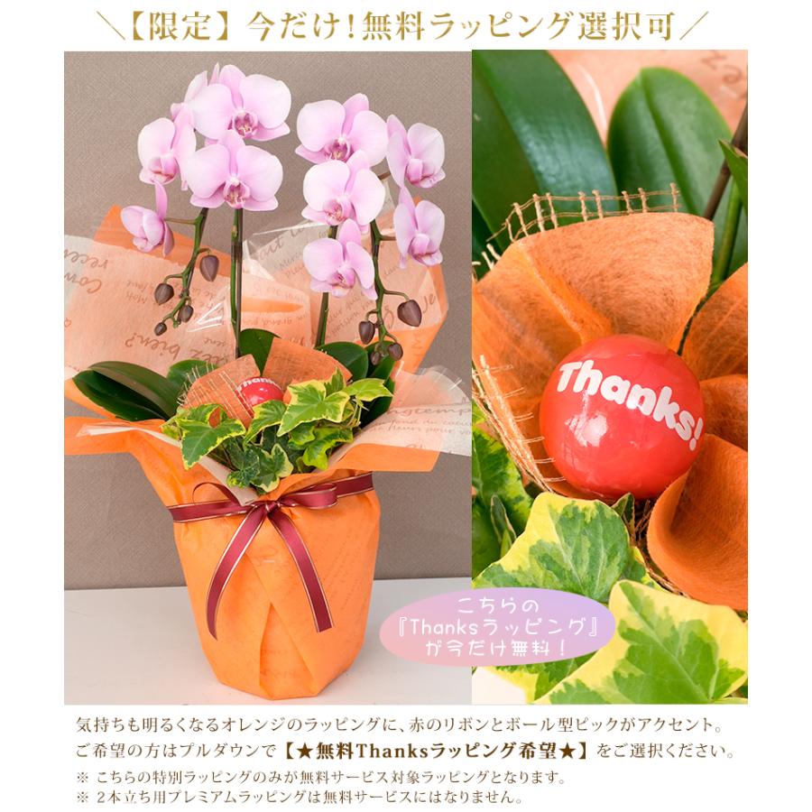 ☆今だけ限定！無料ラッピング選択可☆ 胡蝶蘭 ミディ2本立ち観葉寄せ
