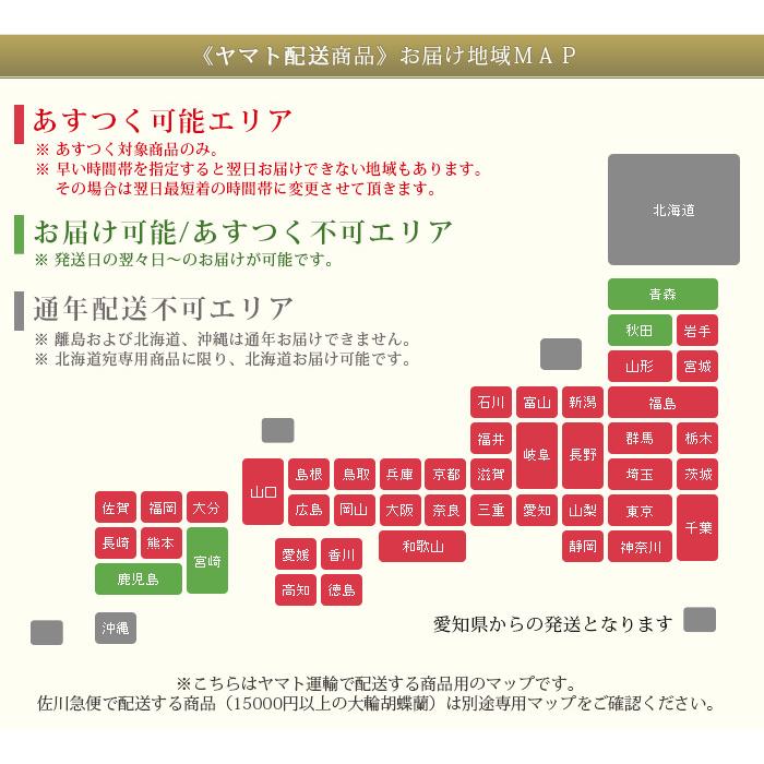 胡蝶蘭 ミディ ２本立ち観葉寄せ 5000円税込 品種選べる ギフト お祝い お供え 母の日 プレゼント 花 あすつく R Eraberu 2f R Eraberu 2f 胡蝶蘭専門農園 Iファーマーらんぼ 通販 Yahoo ショッピング