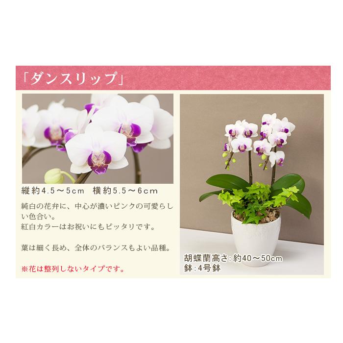 胡蝶蘭 ミディ2本立ち観葉寄せ 6000円税込 品種選べる お祝い お供え