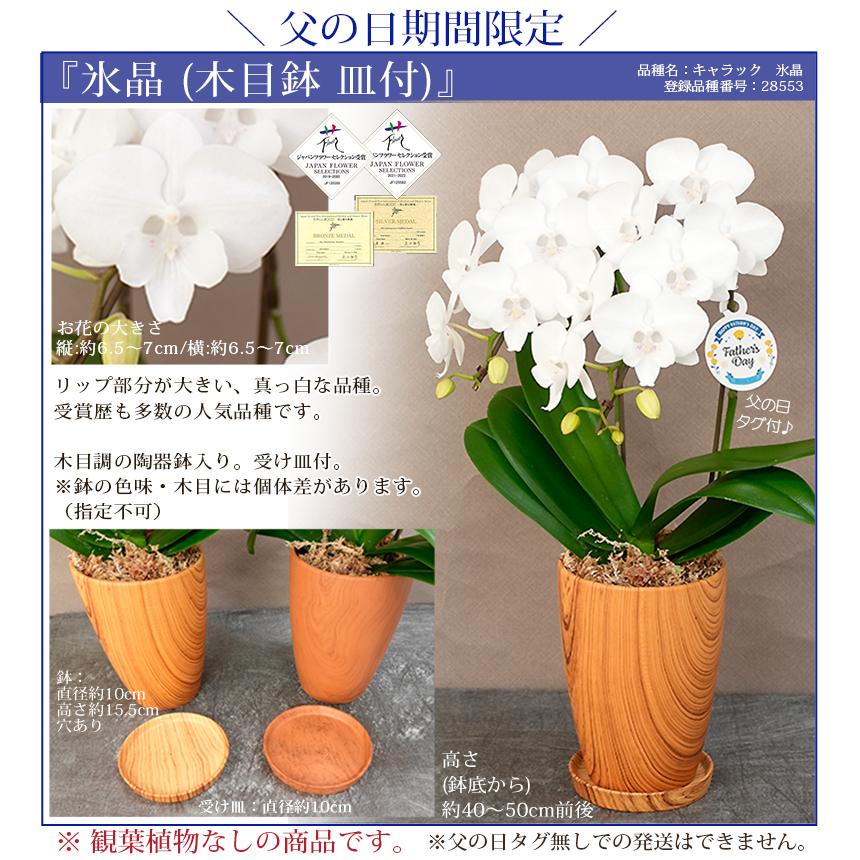 胡蝶蘭 ミディ2本立ち観葉寄せ 6000円税込 品種選べる お祝い お供え