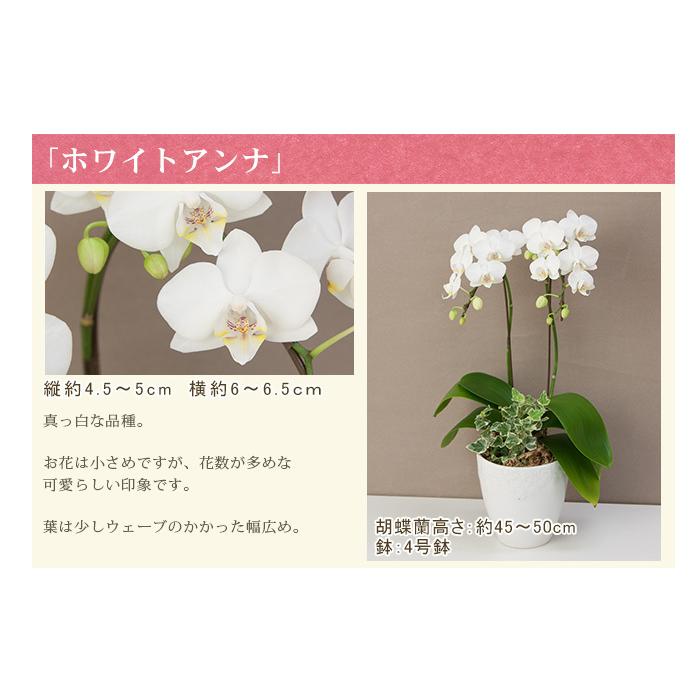 胡蝶蘭 ミディ ２本立ち観葉寄せ 5000円税込 品種選べる お祝い お供え 誕生日 プレゼント ギフト 花 あすつく R Eraberu 2f R Eraberu 2f 胡蝶蘭専門農園 Iファーマーらんぼ 通販 Yahoo ショッピング