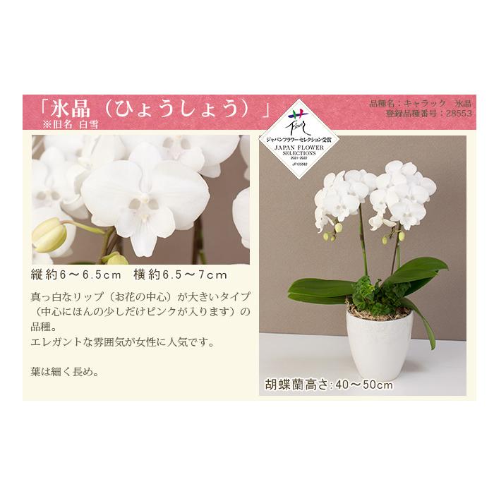 胡蝶蘭 ミディ2本立ち観葉寄せ 5500円税込 品種選べる お祝い お供え