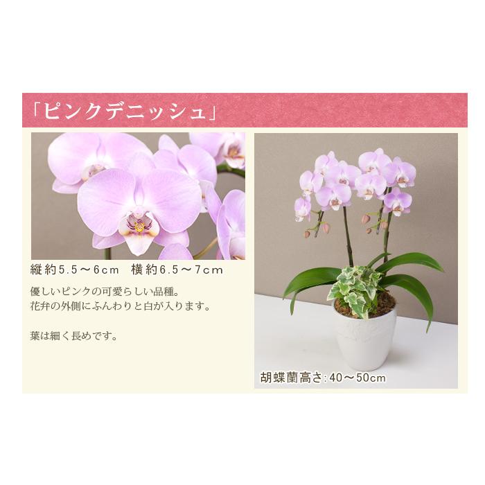 胡蝶蘭 ミディ2本立ち観葉寄せ 5500円税込 品種選べる お祝い お供え