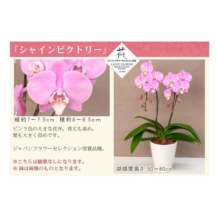 胡蝶蘭 ミディ2本立ち観葉寄せ 6000円税込 品種選べる お祝い お供え