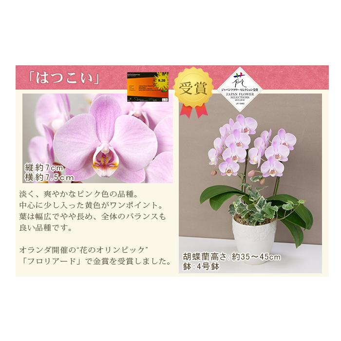 胡蝶蘭 ミディ2本立ち観葉寄せ 6000円税込 品種選べる お祝い お供え