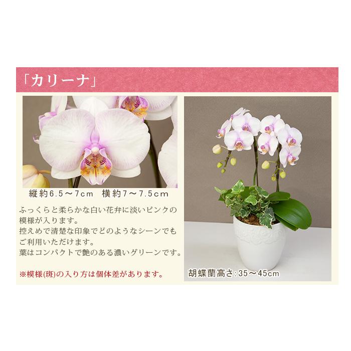 胡蝶蘭 ミディ2本立ち観葉寄せ 5500円税込 品種選べる お祝い お供え