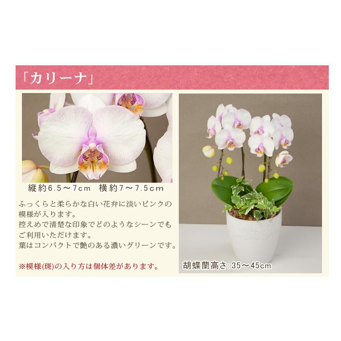 胡蝶蘭 ミディ2本立ち観葉寄せ 5500円税込 品種選べる お祝い お供え