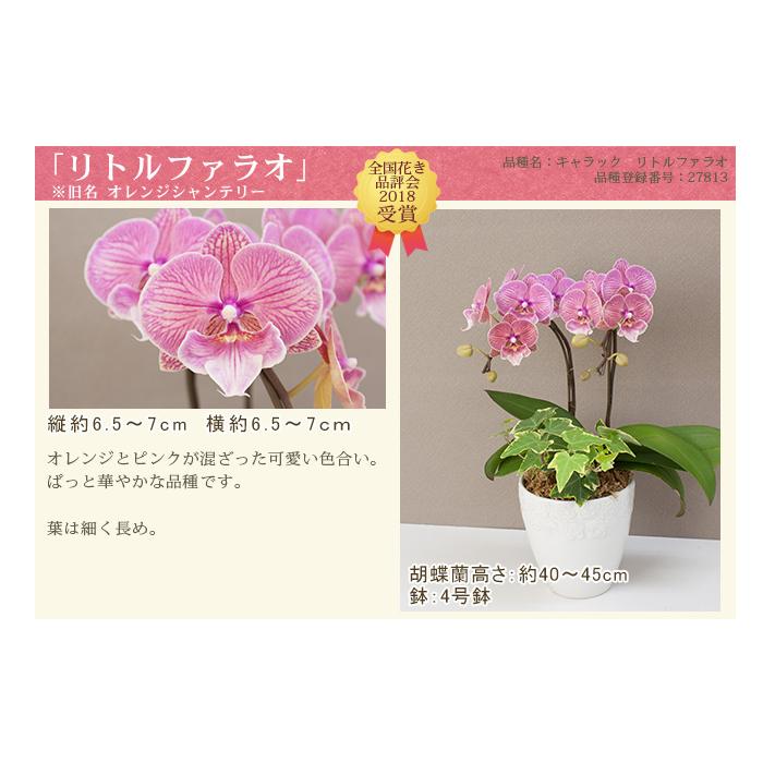 胡蝶蘭 ミディ2本立ち観葉寄せ 6000円税込 品種選べる お祝い お供え