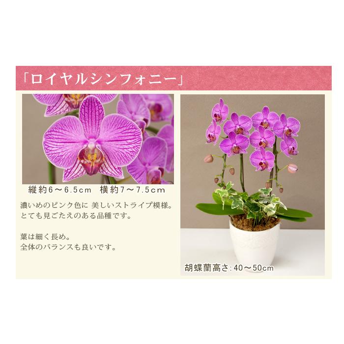 胡蝶蘭 ミディ2本立ち観葉寄せ 6000円税込 品種選べる お祝い お供え