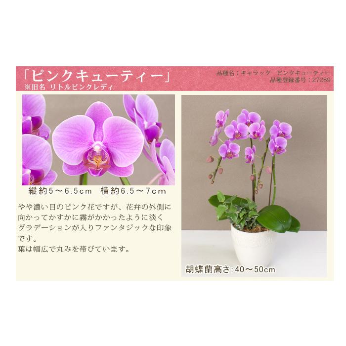 大幅にプライスダウン 胡蝶蘭 ミディ ２本立ち観葉寄せ 5000円税込 品種選べる ギフト お祝い お供え 誕生日 結婚記念日 プレゼント 花 送料無料 あすつく 14輪以上 R Eraberu 2f Aynaelda Com