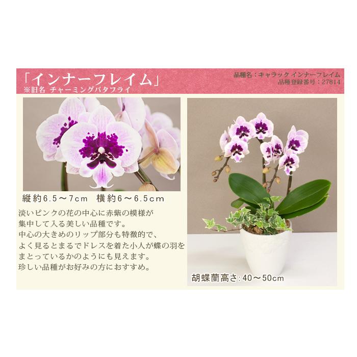phal 胡蝶蘭ミディ2F