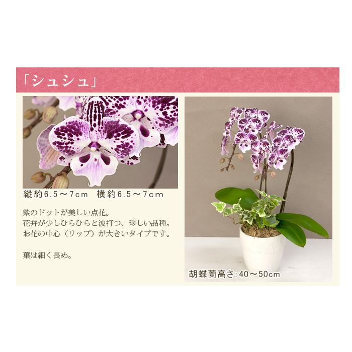 胡蝶蘭7個セット　【引取り5000円引き】 胡蝶蘭 5本立（つぼみを含む50輪以上）赤系ラッピング - お祝い(法人