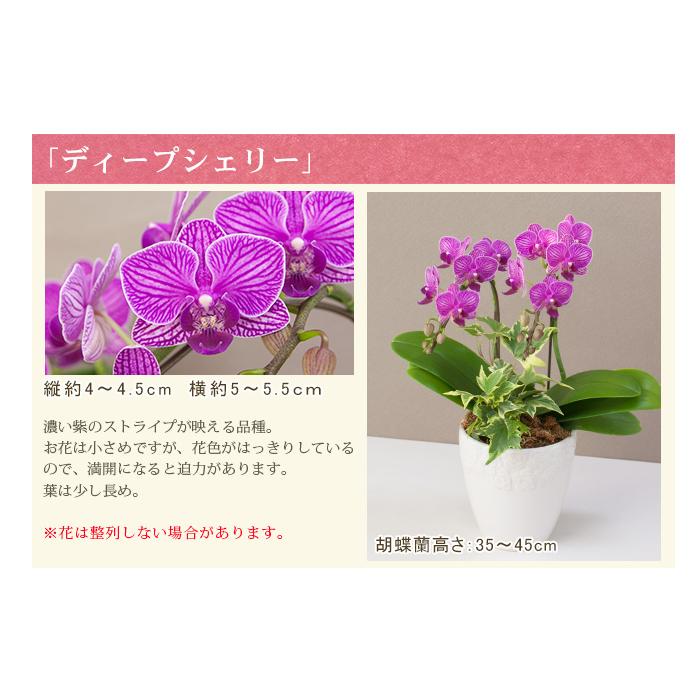 胡蝶蘭 ミディ2本立ち観葉寄せ 6000円税込 品種選べる お祝い お供え