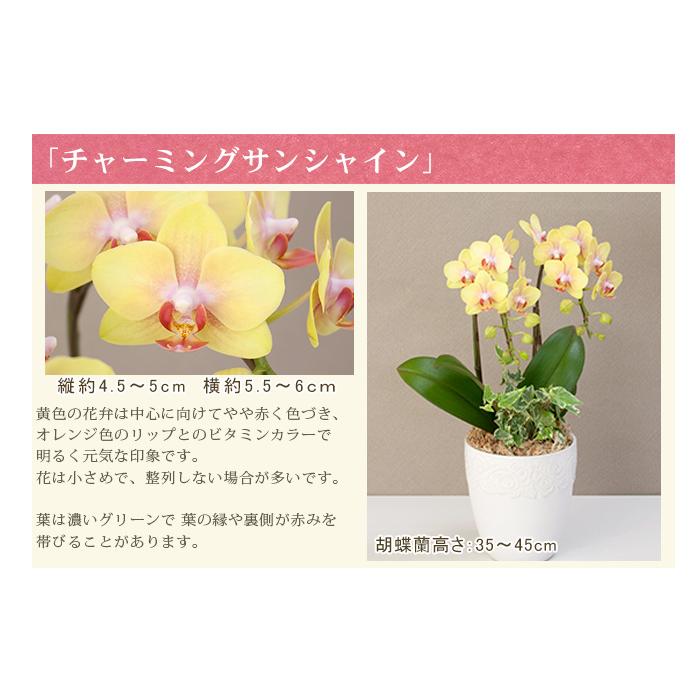 phal 胡蝶蘭ミディ2F