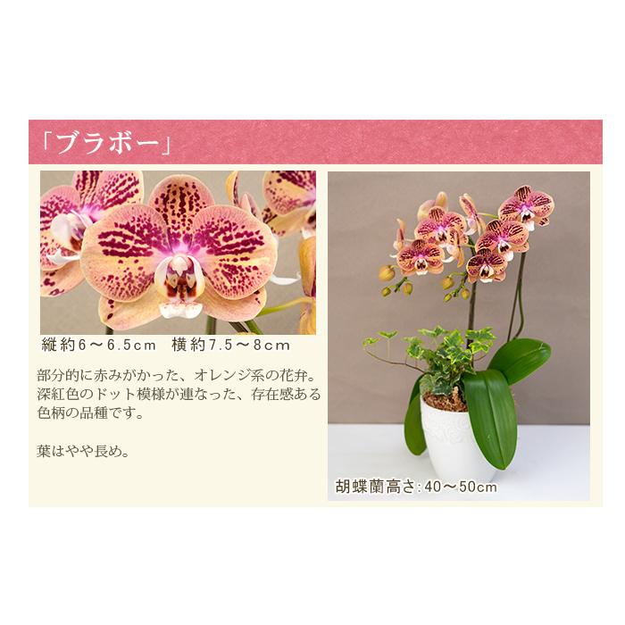 胡蝶蘭 ミディ2本立ち観葉寄せ 6000円税込 品種選べる お祝い お供え