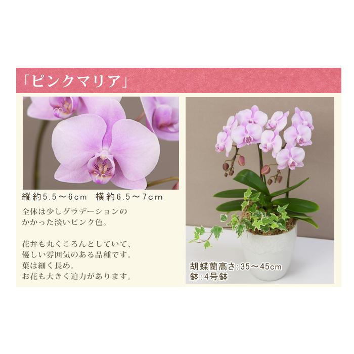 胡蝶蘭 ミディ2本立ち観葉寄せ 6000円税込 品種選べる お祝い お供え 