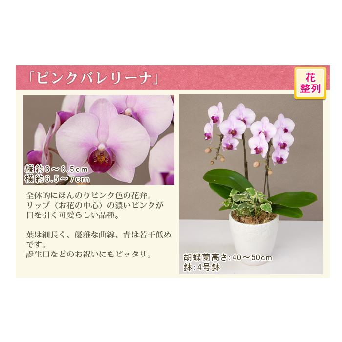 胡蝶蘭 ミディ2本立ち観葉寄せ 6000円税込 品種選べる お祝い お供え