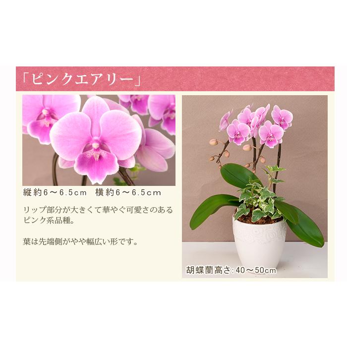 胡蝶蘭 ミディ2本立ち観葉寄せ 6000円税込 品種選べる お祝い お供え