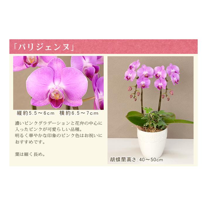 胡蝶蘭 ミディ2本立ち観葉寄せ 6000円税込 品種選べる お祝い お供え