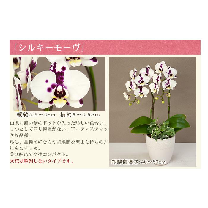 胡蝶蘭 ミディ2本立ち観葉寄せ 6000円税込 品種選べる お祝い お供え