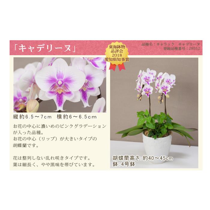胡蝶蘭 ミディ2本立ち観葉寄せ 6000円税込 品種選べる お祝い お供え