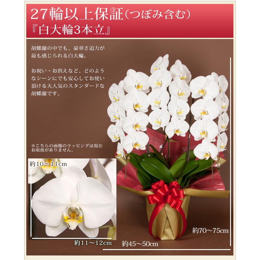 胡蝶蘭 大輪 3本立ち 蕾含む27輪以上 お祝い 開店祝い 受章 褒章 受賞 