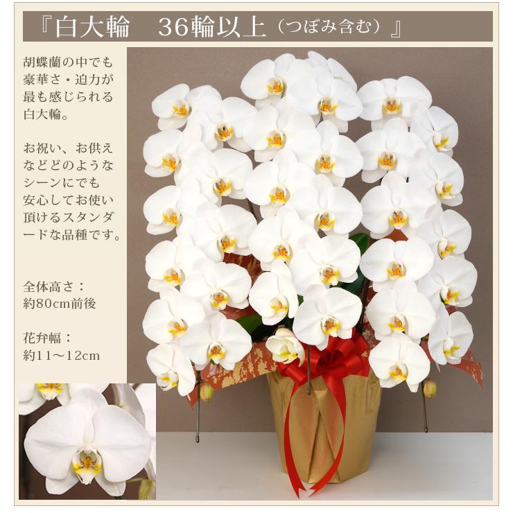 激安！白の胡蝶蘭 3本立 (開店・開業祝い等に)